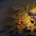 LoL League of Legends – How to get on the League of Legends PBE server!