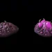 Starcraft Buildings - Creep Tumor