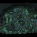 Starcraft Missions - Ghosts of the Void
