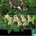 Starcraft Missions - Path of Ascension