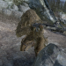 Heroes Call of Duty – Toad (Modern Warfare 2)
