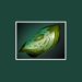 Items Dota 2-Band of Elvenskin