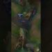 COUNTER Umbral Glaive With This One Ward Trick #Shorts #leagueoflegends