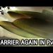 Carrier again against Zerg l StarCraft 2: Legacy of the Void Ladder l Crank