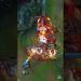 Find your WIN CON in ANY GAME of League