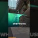 How to jump over Sage's wall on split #shorts #valorant #valoranttricks