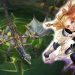 Is it fun to get in now? – eSportsNews eSports LoL