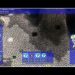 2x2 battle - Feb.28, 2011 Pt.1 (Warzone 2100)