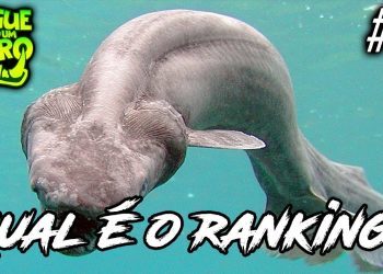 CLASSIFIQUE ESTE ANIMAL #17 (ft. Liko) - QUAL SEU RANKING NO OVERWATCH
