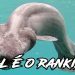 CLASSIFIQUE ESTE ANIMAL #17 (ft. Liko) - QUAL SEU RANKING NO OVERWATCH