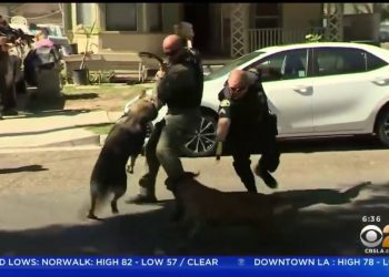 Pit Bull Attack Police K-9.   #FortniteTOM