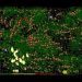 Alien Phobia 1 DOS -- Gameplay 71th Run Played (1997 Wah Software)