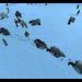 Bear Conga Line