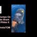 Man Jumps On Whale Shark and Rides It #FortniteTOM
