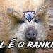 CLASSIFIQUE ESTE ANIMAL #31 - QUAL SEU RANKING NO OVERWATCH?