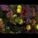 Falcon casts PRO and YOUR Brood War replays! FME/UMS/FFA
