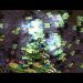 BGH Centric Stream! Team Games! Pro FME! Pro 2v2!  - StarCraft - Brood War