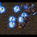 EPIC - herO (Z) v Shuttle (P) on Bloody Ridge - StarCraft - Brood War REMASTERED