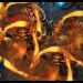 Falcon casts PRO and YOUR Brood War replays! FME/UMS/FFA