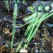 Monobattle!!! Reaper/Marauder/Stalker vs Oracle/Zealot/Viking/Ling - StarCraft 2 - 2021