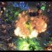 Maru (T) vs Rogue (Z) on Blackburn - StarCraft 2 -2021