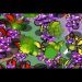 CARBOT - Castro (Z) vs Sen (Z) on Heartbreak Ridge - StarCraft - Brood War