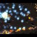 Horang2 (P) v Light (T) on Match Point - StarCraft - Brood War 2021