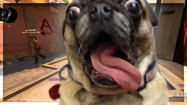 his PUG started SCREAMING in the middle of our game!!