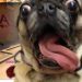 his PUG started SCREAMING in the middle of our game!!